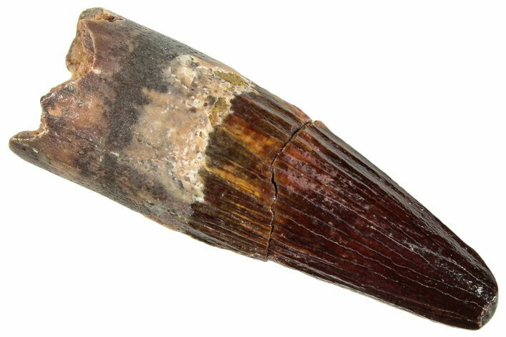 Fossil Spinosaurus Tooth - Real Dinosaur Tooth #296887